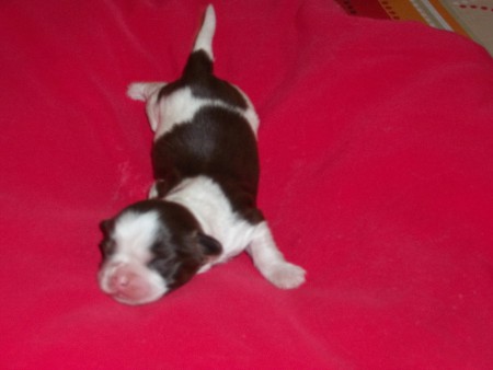 JÁ VENDIDO FILHOTE MACHO DE LHASA APSO - CORES BRANCO E CHOCOLATE - FILIAÇÃO DA MELL